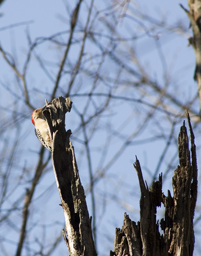 RedBreastedWoodpecker.jpg