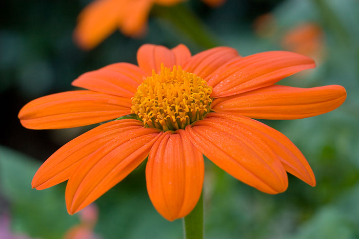 Mexican Sunflower