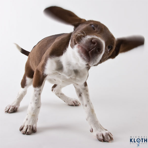 Brown Hound