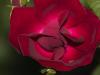 redrose.jpg
