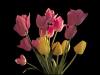 SpringTulips.jpg