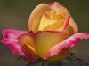 CRW_5455.jpg