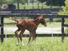Filly.jpg