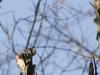 RedBreastedWoodpecker.jpg