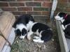 3tiredpuppies2.jpg