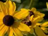 CRW_6088.jpg