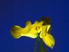 callalily.jpg