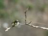 HummingBird.jpg