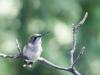 HummingBird1.jpg