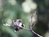 HummingBirdGymnastics.jpg