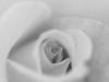 peachrosegrayscale.jpg