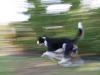 On the Run