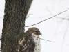 Red-Tailed Hawk