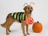 Trick or Treat
