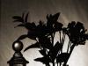 Still Life:  Homage to de Meyer