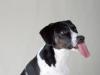 Choosy Dogs Choose Jif