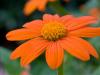 Mexican Sunflower