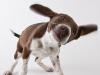 Brown Hound
